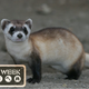 Image for article titled Black-Footed Ferrets Recover from Near-Extinction -- Thanks to Artificial Insemination